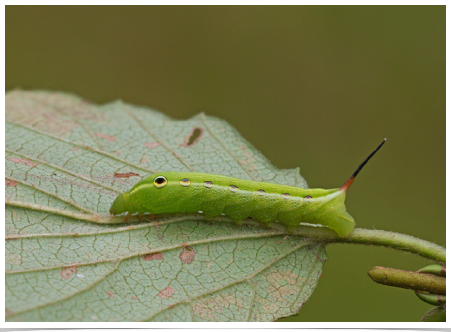 Xylophanes tersa (middle instar)
Tersa Sphinx
Bibb County, Alabama